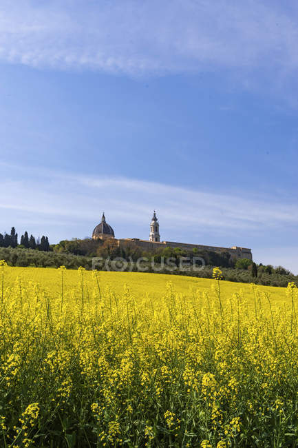 Vista de la Basílica de Loreto, Campo con colza, Marcas, Italia, Europa - foto de stock