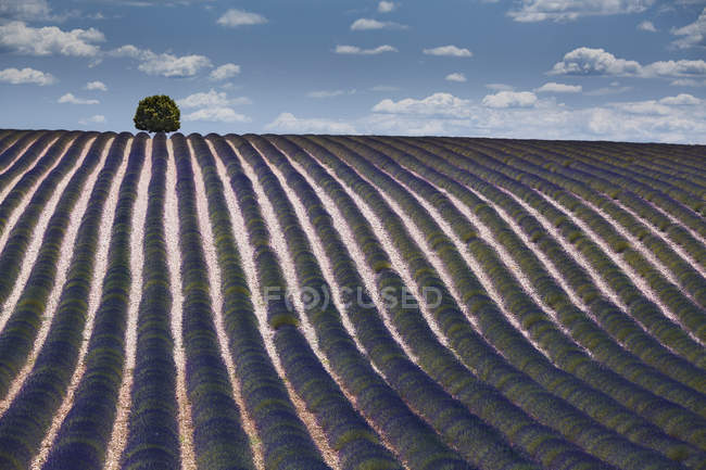 Campo de lavanda em frente ao céu nublado, Plateau de Valensole, Alpes de Haute Provence, Provence, França, Europa — Fotografia de Stock
