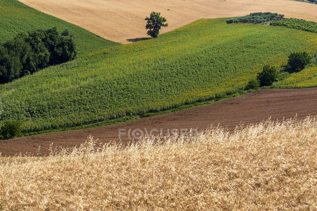 Campos de trigo y girasoles, Corridonia, Marcas, Italia, Europa - foto de stock