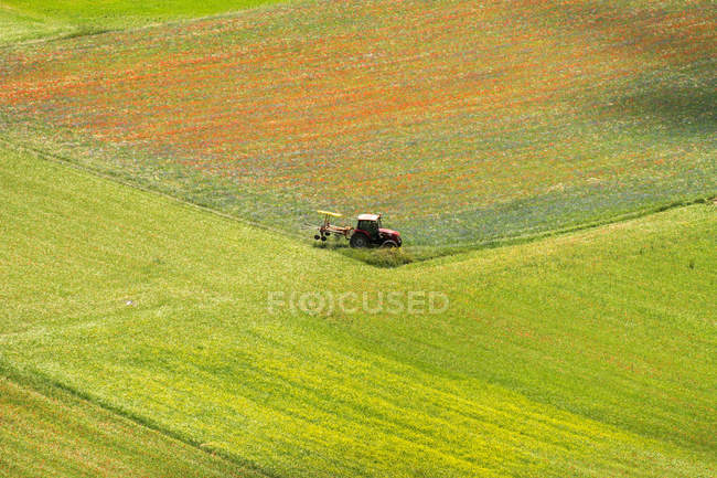 Monti Sibillini National Park, Flowering, Castelluccio di Norcia; Umbria, Italy, Europe — Stock Photo