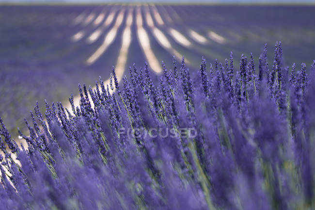 Nahaufnahme der Lavendelblüte im Freien — Stockfoto