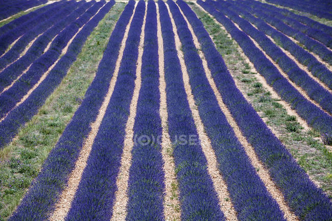 Campo de lavanda à luz do sol, Valensole, Provence, França, Europa — Fotografia de Stock