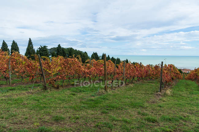 Paisagem do campo, Vinha de Outono, Potenza Picena, Marche, Itália, Europa — Fotografia de Stock