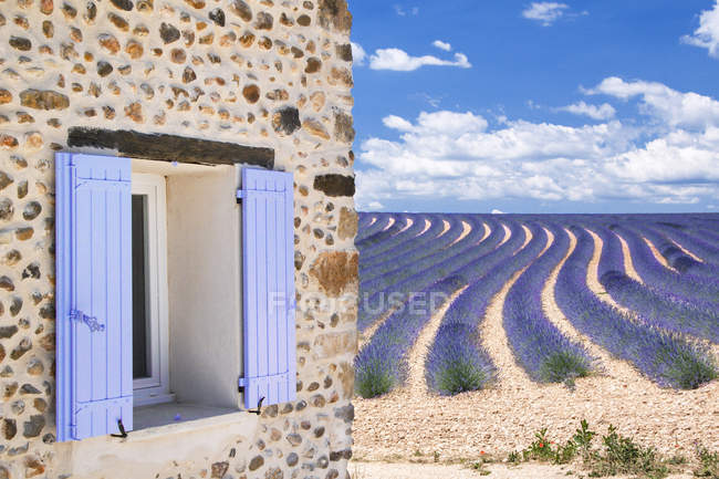 Cottage, Campo di lavanda, vicino Valensole, Alpes de Haute Provence, Provenza, Francia, Europa — Foto stock