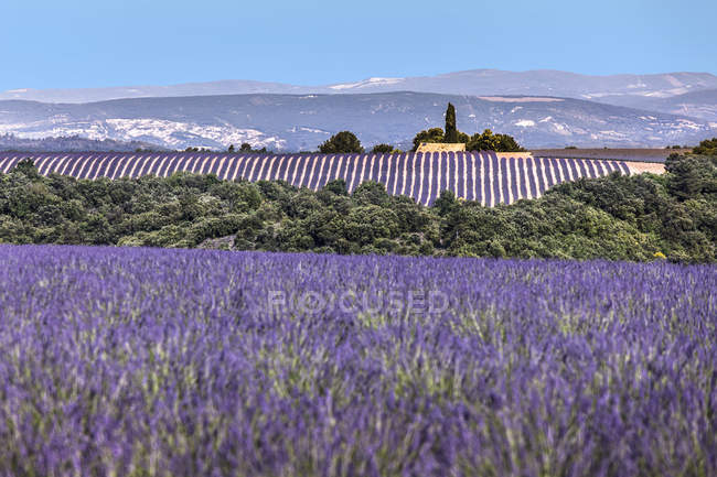 Campo de lavanda frente al cielo nublado, Plateau de Valensole, Alpes de Haute Provence, Provenza, Francia, Europa - foto de stock