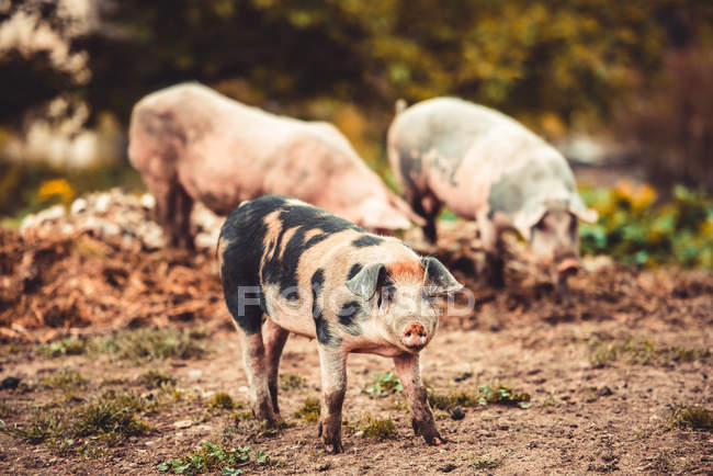 Schweine — Stockfoto