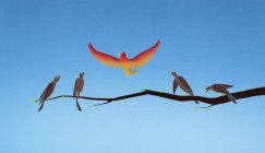 Vibrant bird flying above monochrome birds on branch — Stock Photo