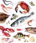 Variación de pescado y marisco sobre fondo blanco - foto de stock