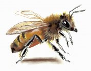 Primer plano de la abeja sobre fondo blanco - foto de stock