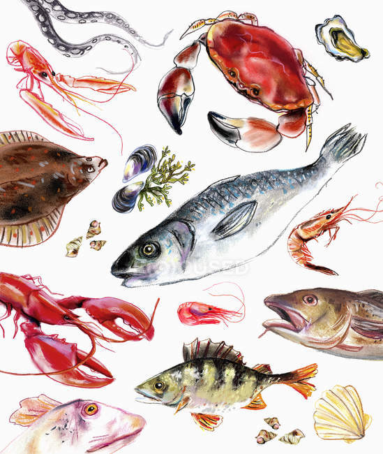 Вариации рыб и морепродуктов на белом фоне — стоковое фото