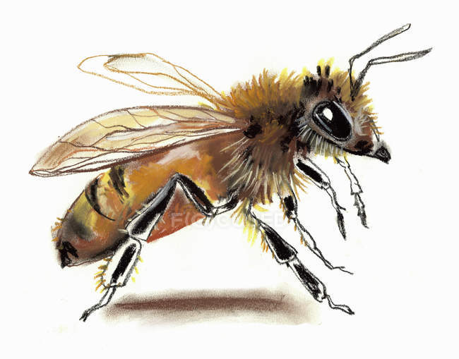 Nahaufnahme der Biene auf weißem Hintergrund — Stockfoto