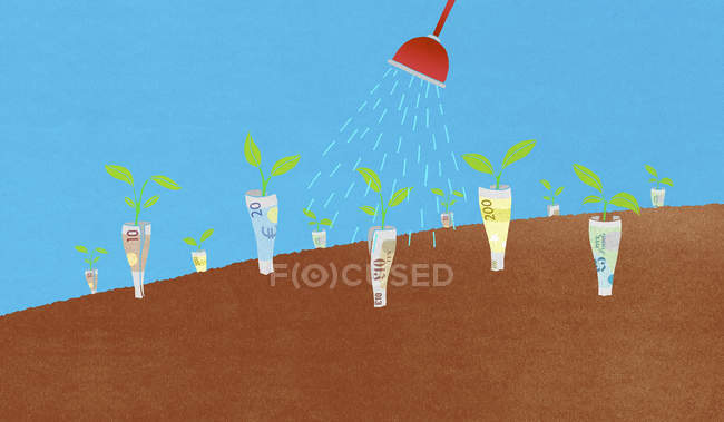 Bewässerung von Geldpflanzen — Stockfoto