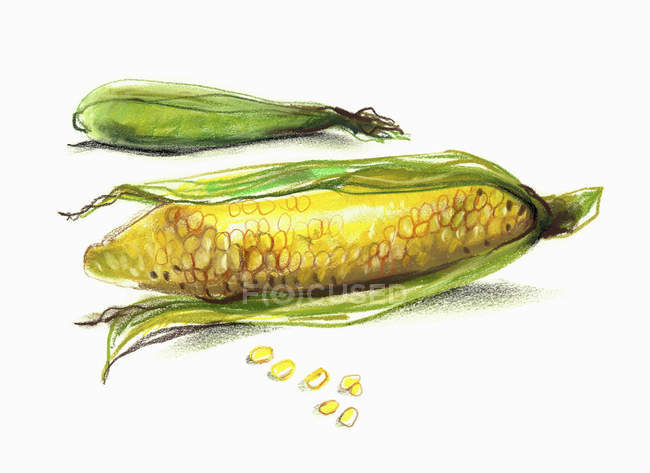 Corns in cobs on white background — Stock Photo