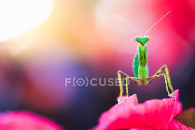 Gottesanbeterin Makro, Nahaufnahme — Stockfoto