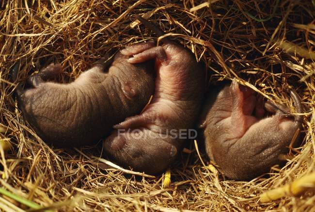 Close-Up Of Three Baby Field Mice In Nest — Stock Photo