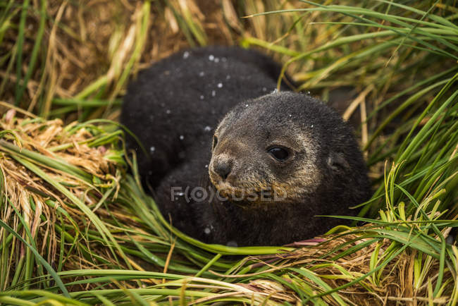 Cachorro de foca de piel antártica con cabeza girada - foto de stock