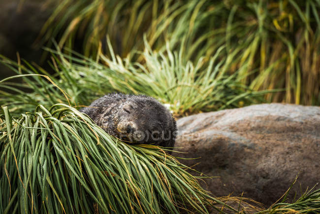 Cachorro de foca de piel antártica dormido en hierba - foto de stock