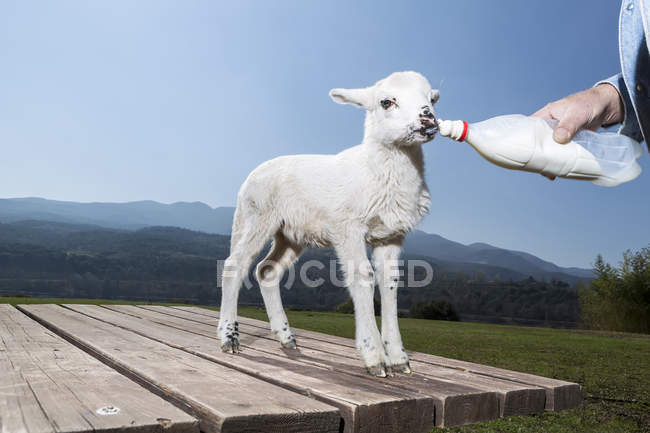 Bottle feeding baby sheep in nature background — Stock Photo