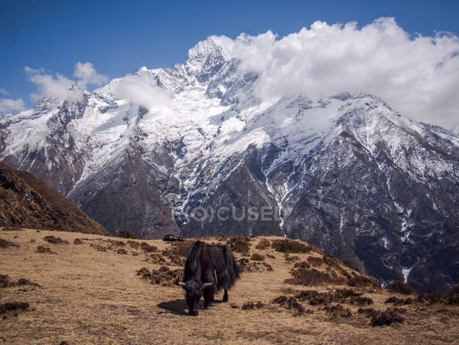 Pâturages Yak sur les pâturages de l'Himalaya — Photo de stock