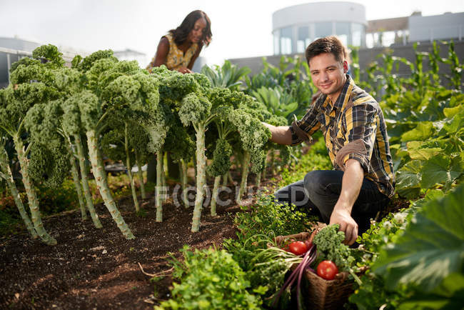 Amistoso equipo cosechando verduras frescas del jardín de invernadero en la azotea y planificando la temporada de cosecha - foto de stock