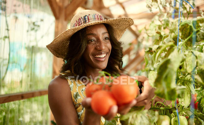 Mulher amigável colhendo tomates frescos do jardim de estufa colocando produtos locais maduros em uma cesta — Fotografia de Stock