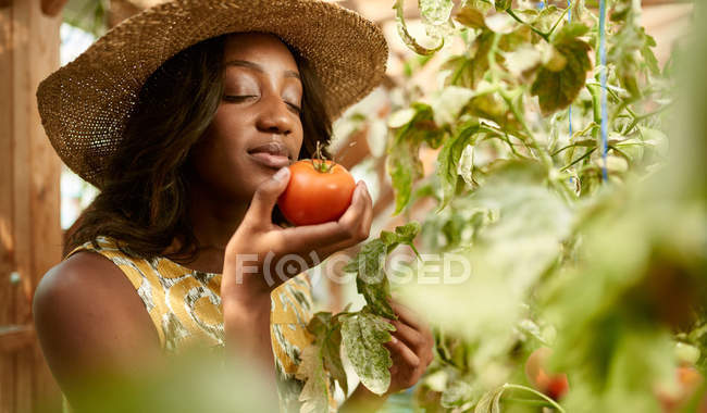 Mulher amigável colhendo tomates frescos do jardim de estufa colocando produtos locais maduros em uma cesta — Fotografia de Stock