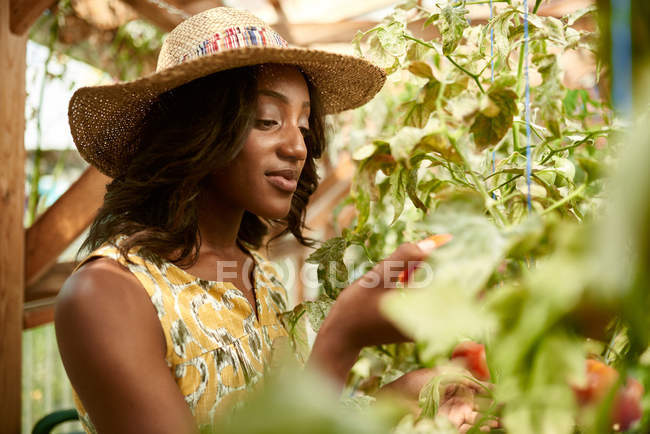 Mulher amigável colhendo tomates frescos do jardim de estufa colocando produtos locais maduros em uma cesta — Fotografia de Stock