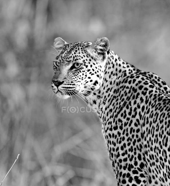 Léopard sauvage africain — Photo de stock