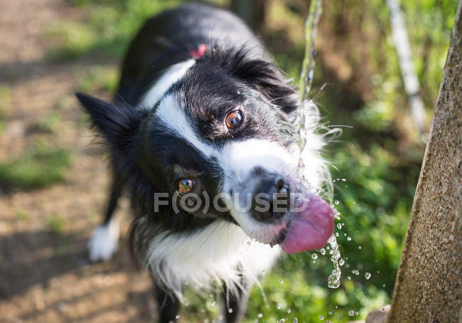 Collie fronterizo - foto de stock