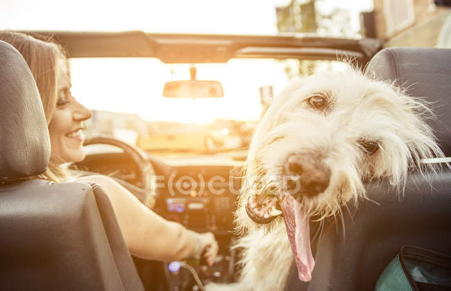 Mulher e seu cão labradoodle — Fotografia de Stock