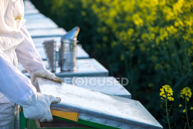 Apiarista revisando la colmena - foto de stock