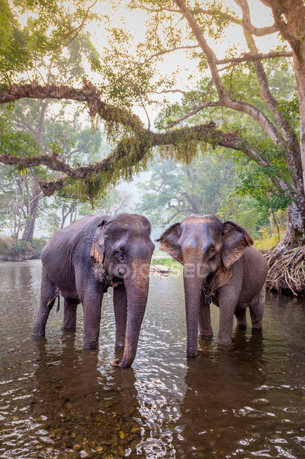 Elefantes em Sangkhlaburi, Kanjanaburi, Tailândia . — Fotografia de Stock