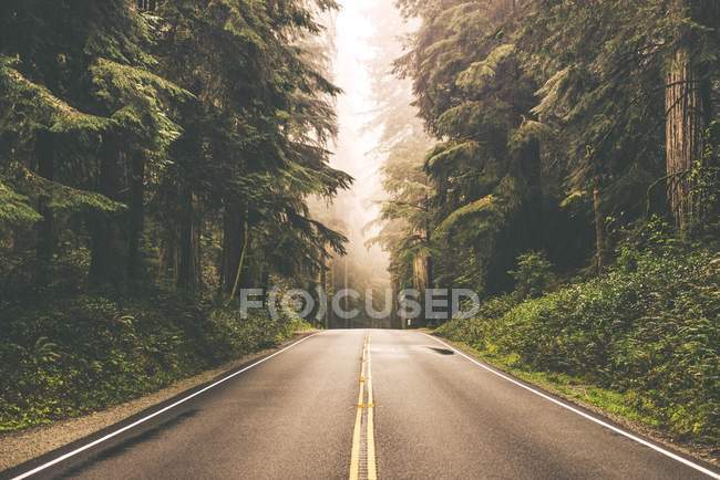 Foggy Redwood Highway — Stock Photo