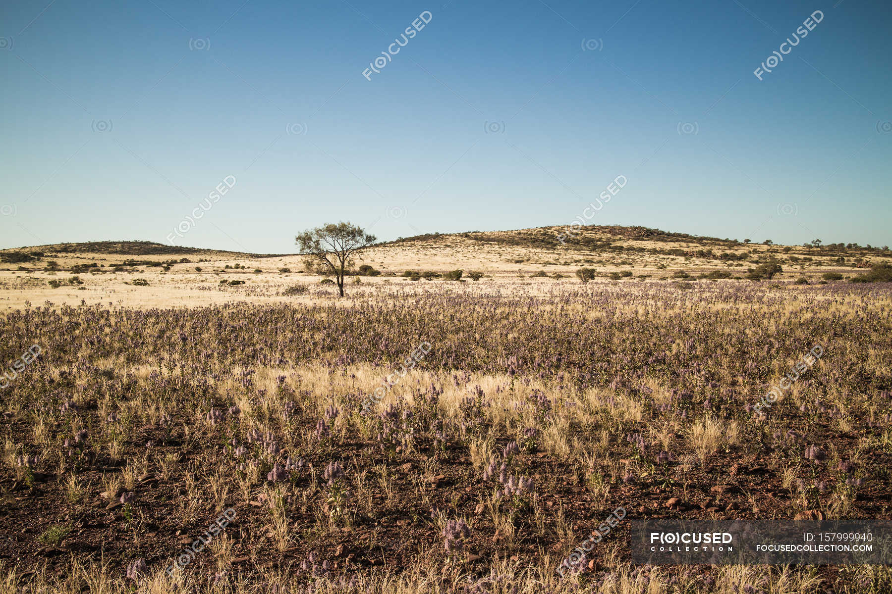 Desert landscape with dry grass and tree — Stock Photo ...