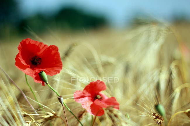 Prato di fiori - Foto stock, immagini royalty free | Focused Prato di fiori - Foto stock, immagini royalty free | Focused