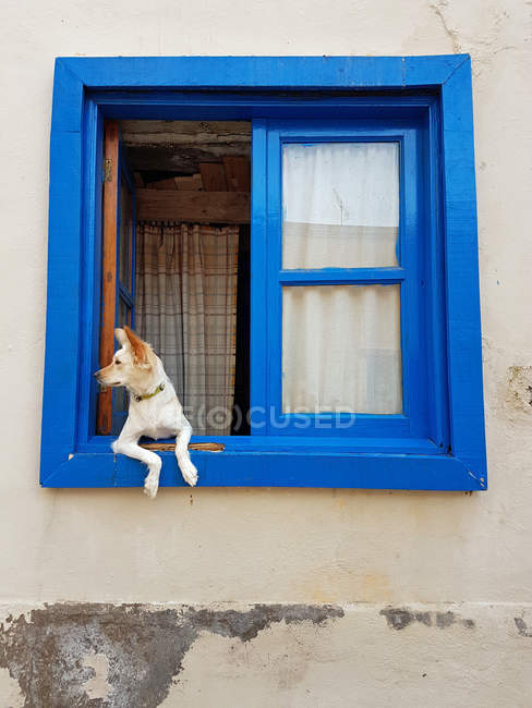 Tu fotografia del dia - Página 3 Focused_159004454-stock-photo-dog-looking-out-of-window