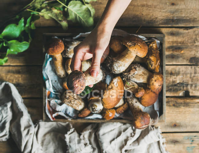 Porcini mushrooms in wooden tray and woman's hand holding mushroom — Stock Photo