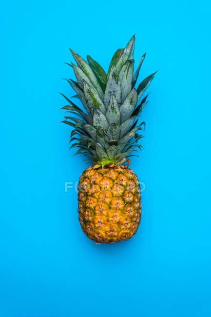 View of baby pineapple isolated on blue background — Stock Photo