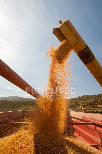 Tiempo de cosecha de trigo - foto de stock