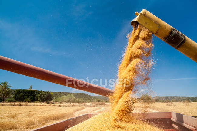 Tiempo de cosecha de trigo - foto de stock