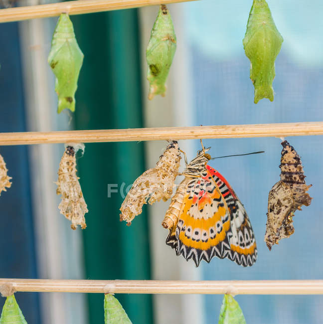 Imagem Pupa borboleta — Fotografia de Stock