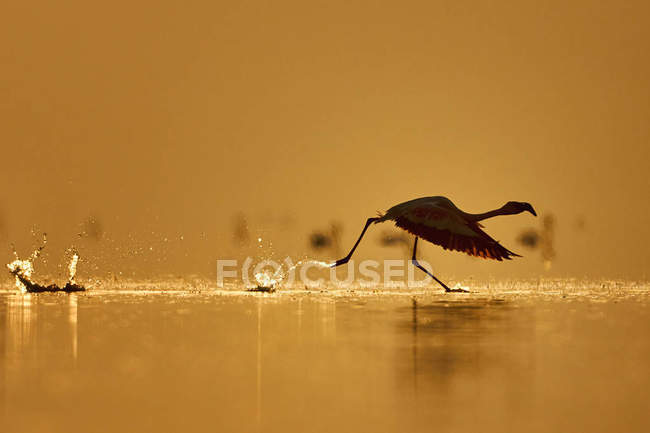 Lesser Flamingo takes off — Stock Photo