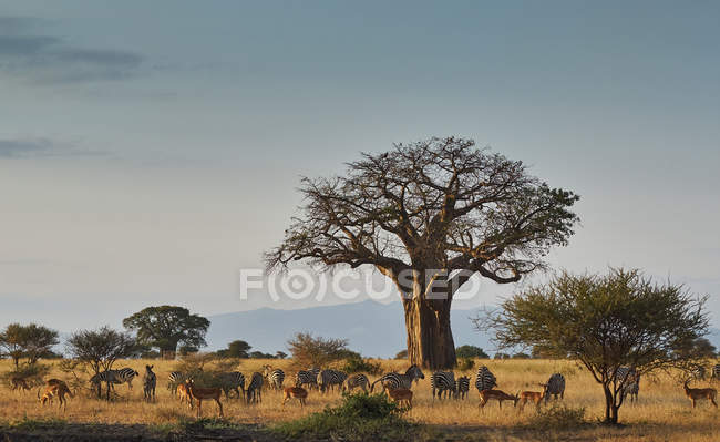 Paysage africain avec animaux — Photo de stock