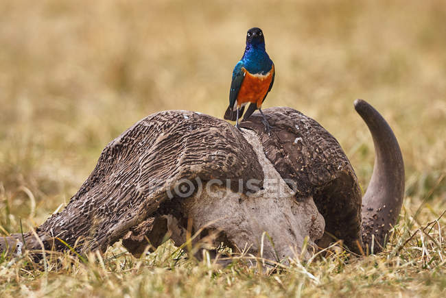 Bird resting on a buffalo skull — Stock Photo