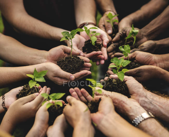 Hands holding sprouts — Stock Photo