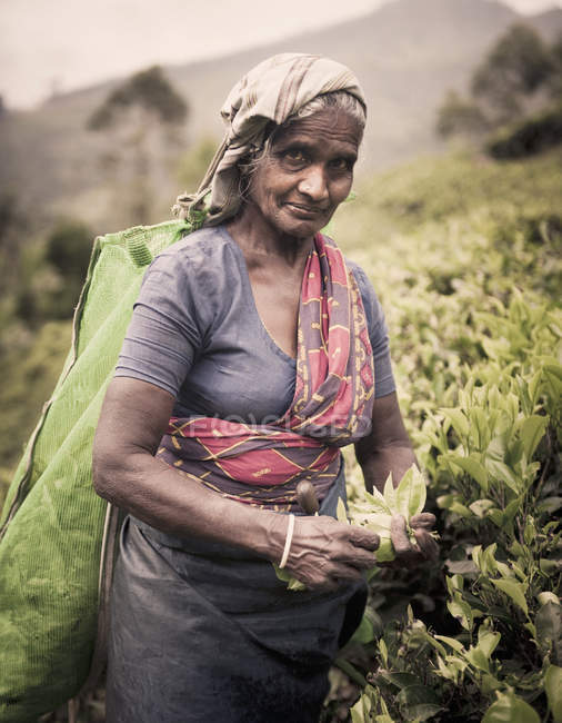 Tea picker picks leaves — Stock Photo