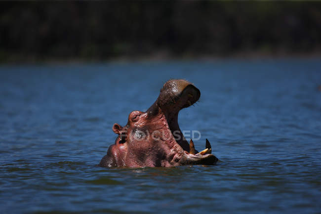 Hocico de hipopótamo en el río - foto de stock