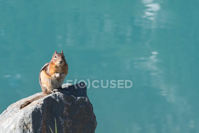 Terra scoiattolo si siede sulla roccia di fronte al lago — Foto stock