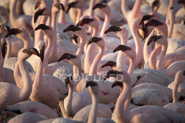 Flamants roses dans une terre humide — Photo de stock