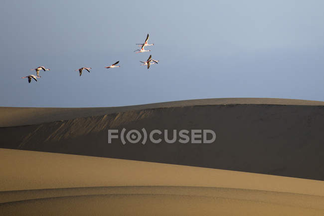 Flamant rose dans la zone humide de Walvis Bay — Photo de stock